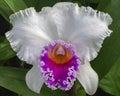 Orchid Nosey White